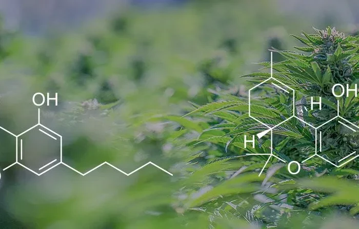 CBD vs THC