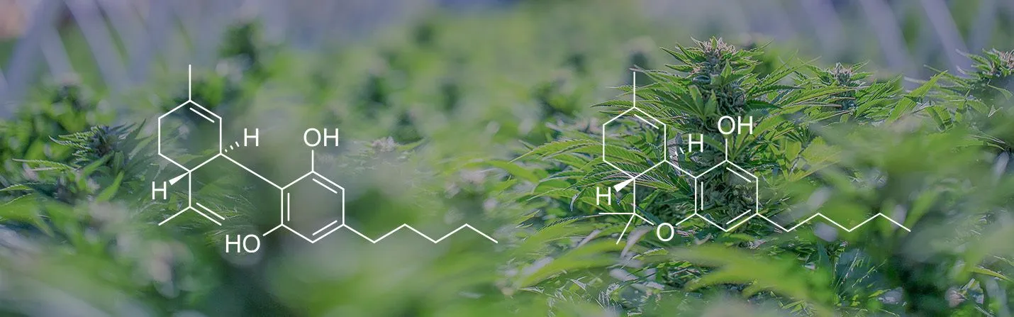 CBD vs THC