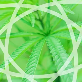 CBD Entourage Effect