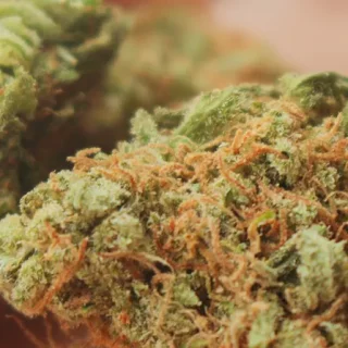 Is CBD flower legal in UK