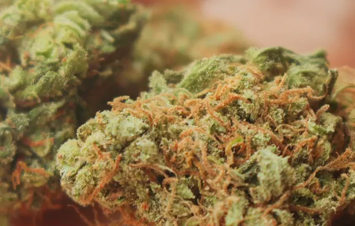 Is CBD flower legal in UK
