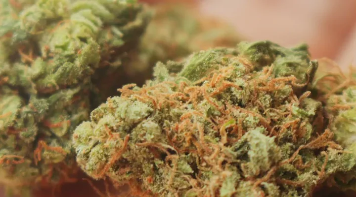 Is CBD flower legal in UK