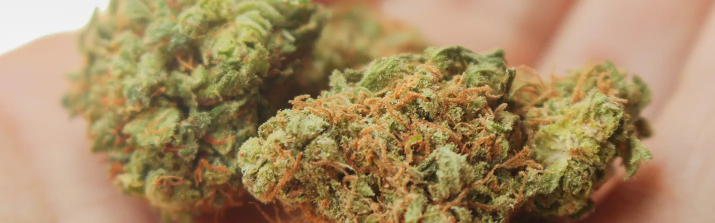 Is CBD flower legal in UK