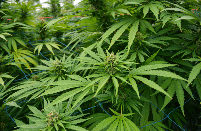 hemp