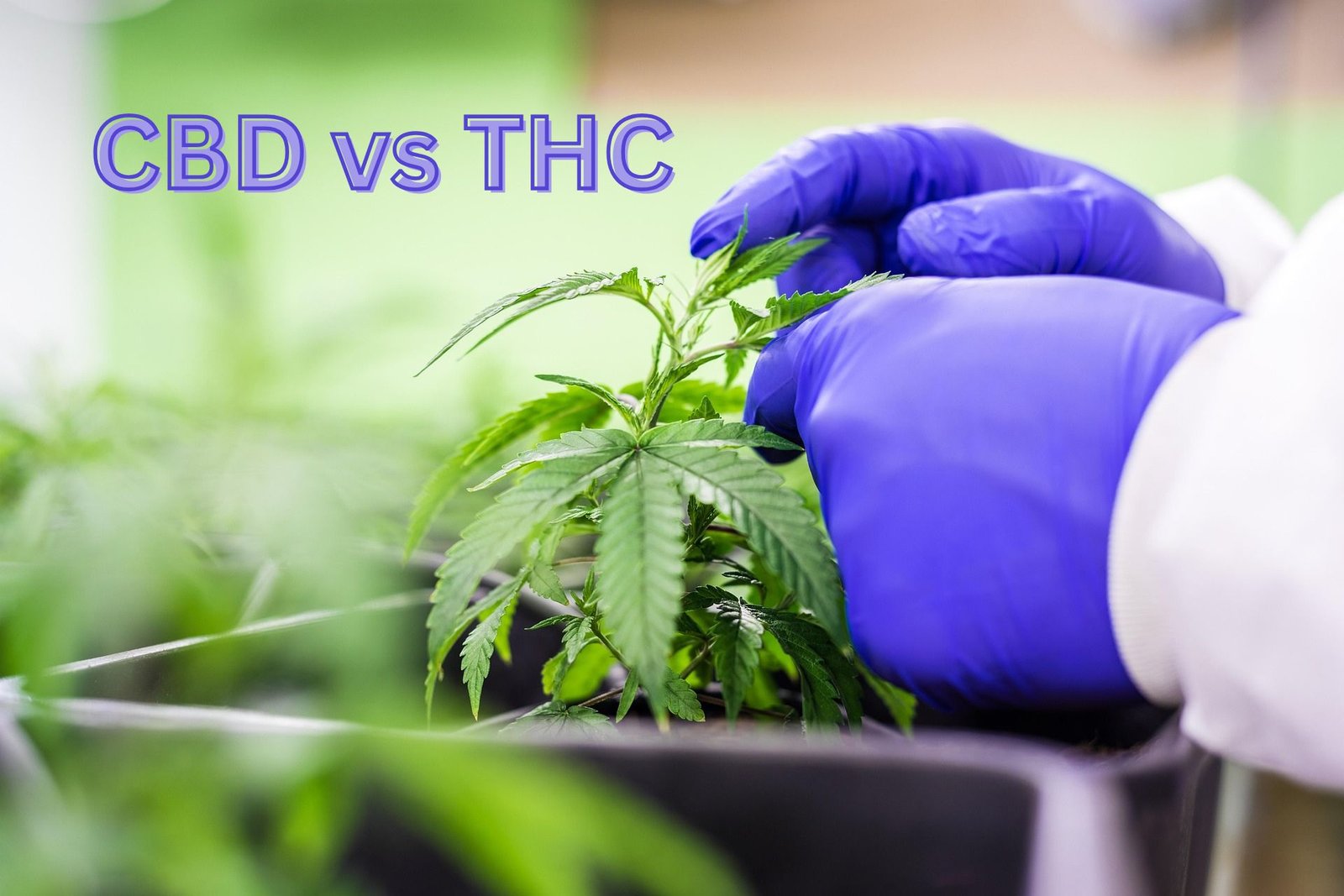 CBD vs THC