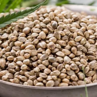 are cannabis seeds legal uk