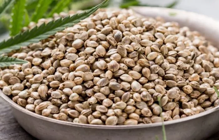 are cannabis seeds legal uk