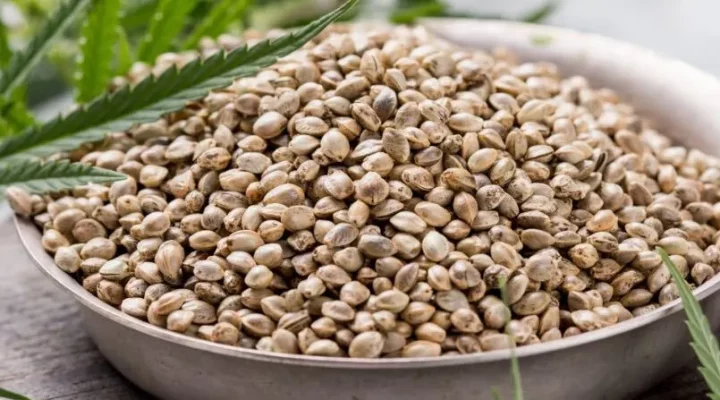 are cannabis seeds legal uk