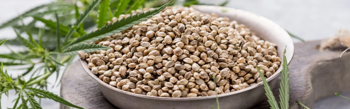are cannabis seeds legal uk