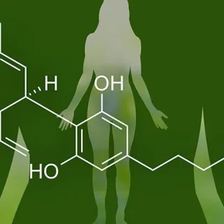 CBD stay in your system