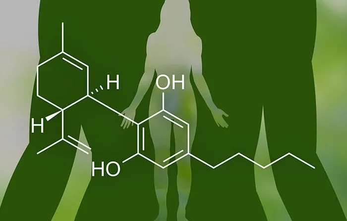 CBD stay in your system