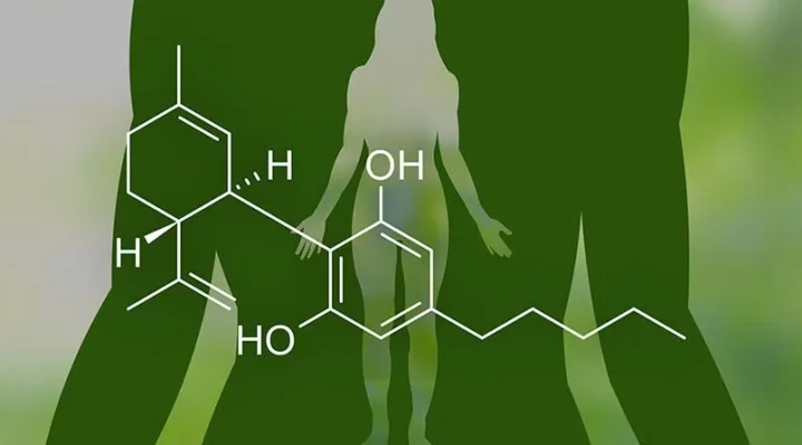 CBD stay in your system