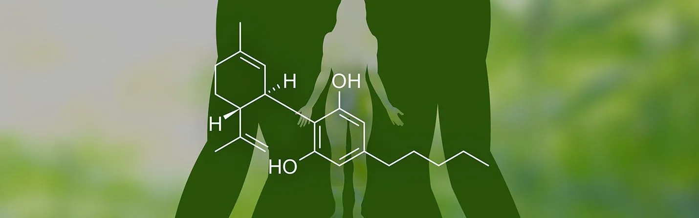 how long does cbd stay in your system