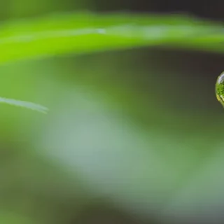 CBD Oil Usage Habits