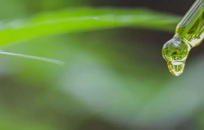 CBD Oil Usage Habits