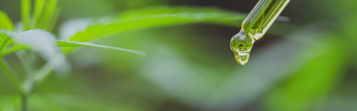 CBD Oil Usage Habits