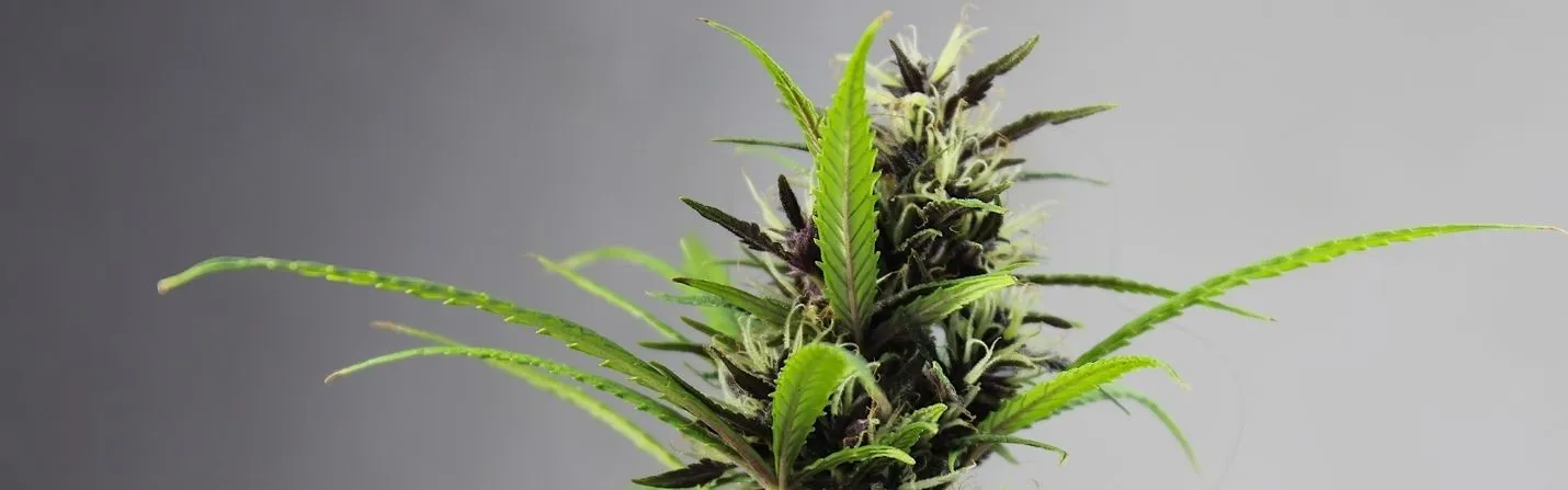 What is Hemp?
