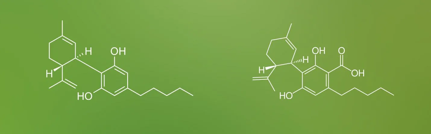 CBDa Vs CBD | What Is The Difference? | Benefits And Tips