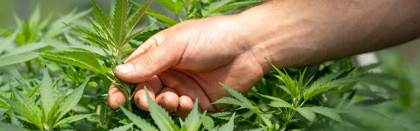benefits of cbd on mental health