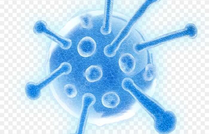 immune system