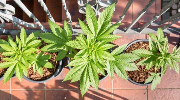 CBD Oil for Osteoarthritis