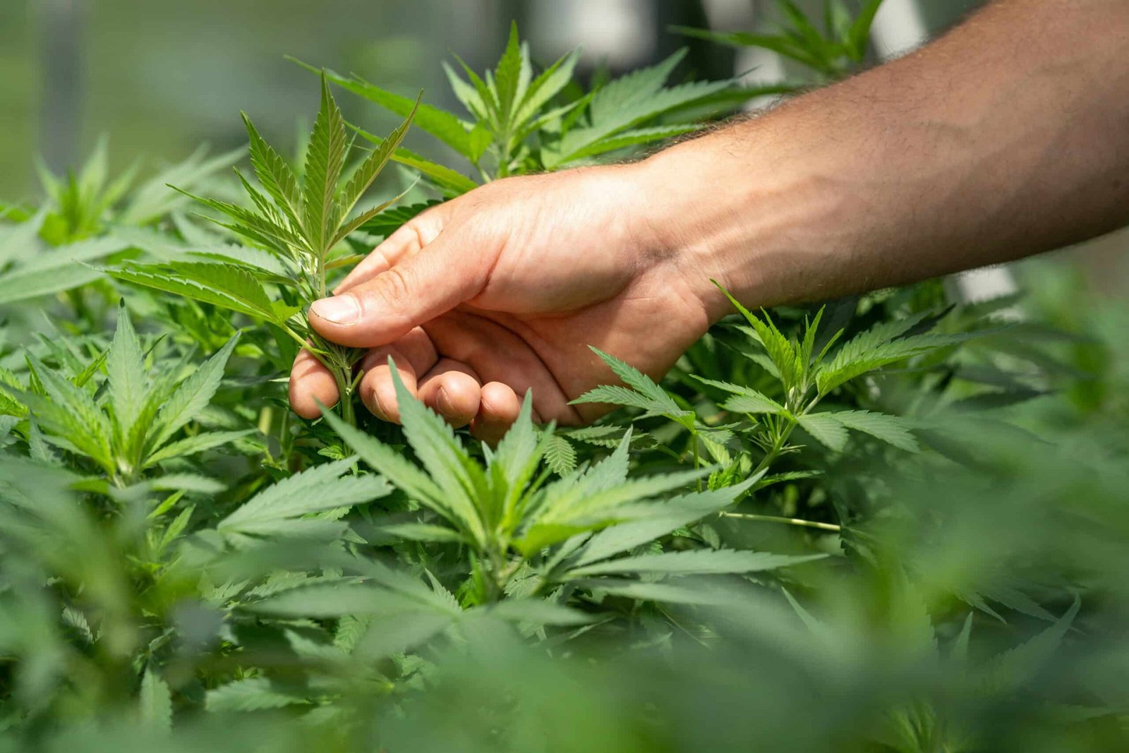 ADHD and CBD