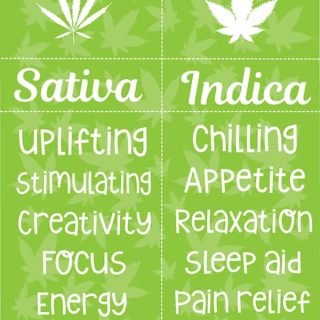 top cannabis sativa strains