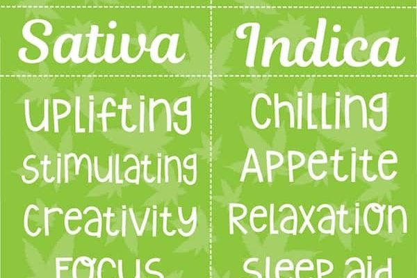 top cannabis sativa strains