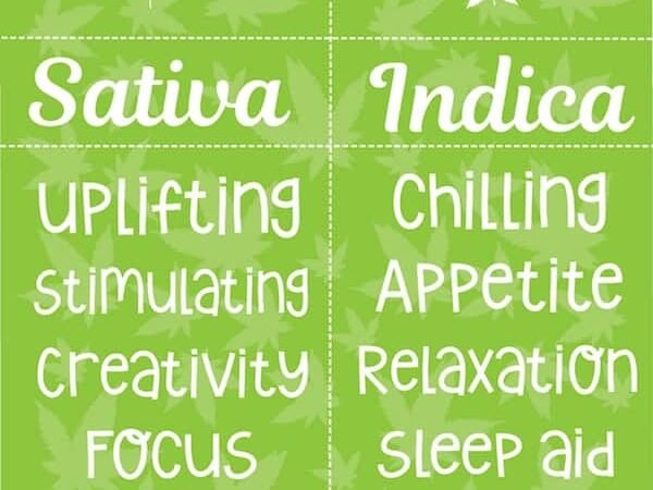 top cannabis sativa strains