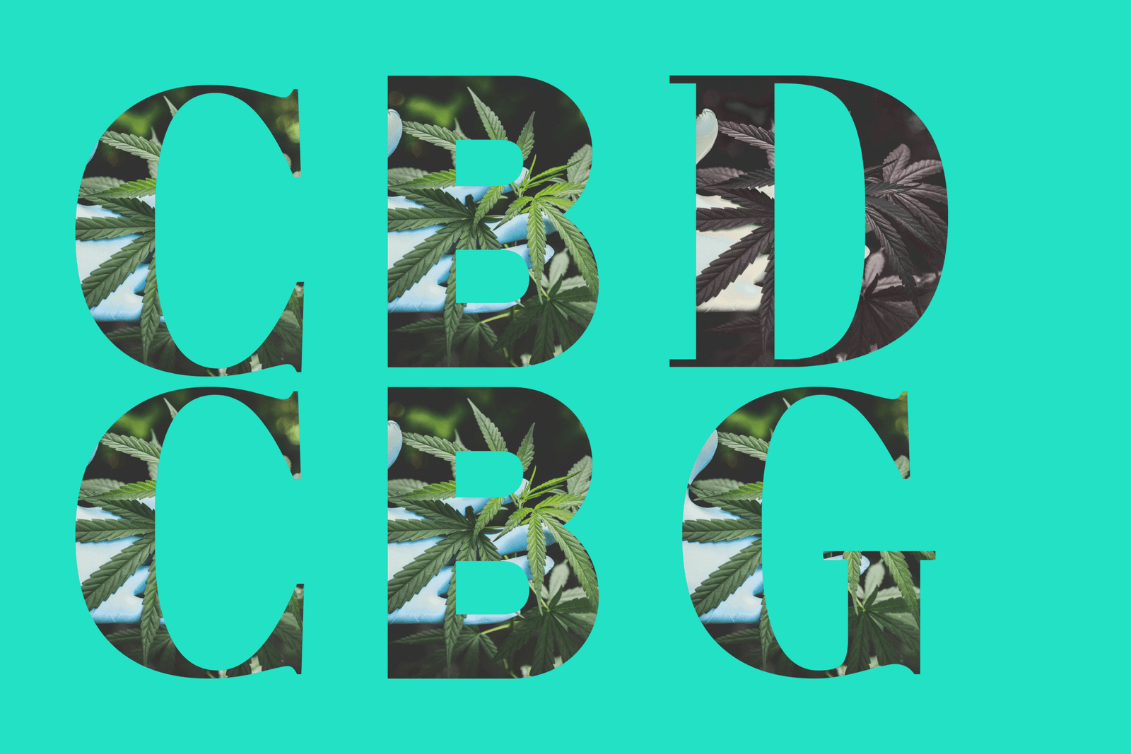 CBD and CBG