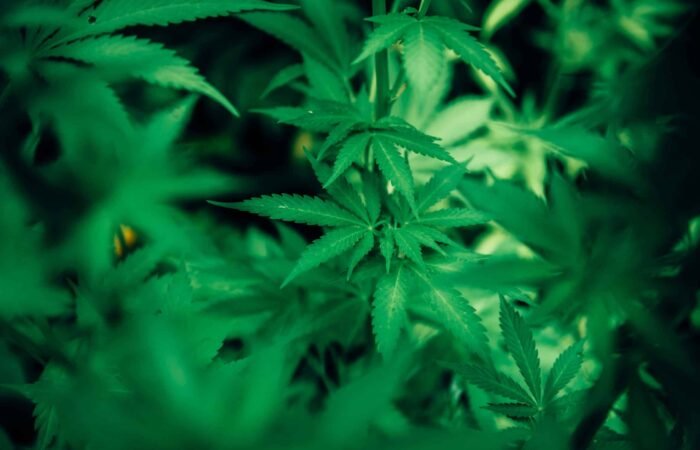 CBD For Nausea
