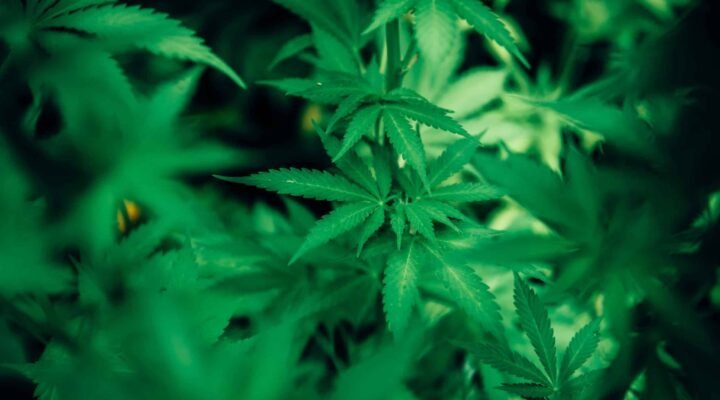 CBD For Nausea