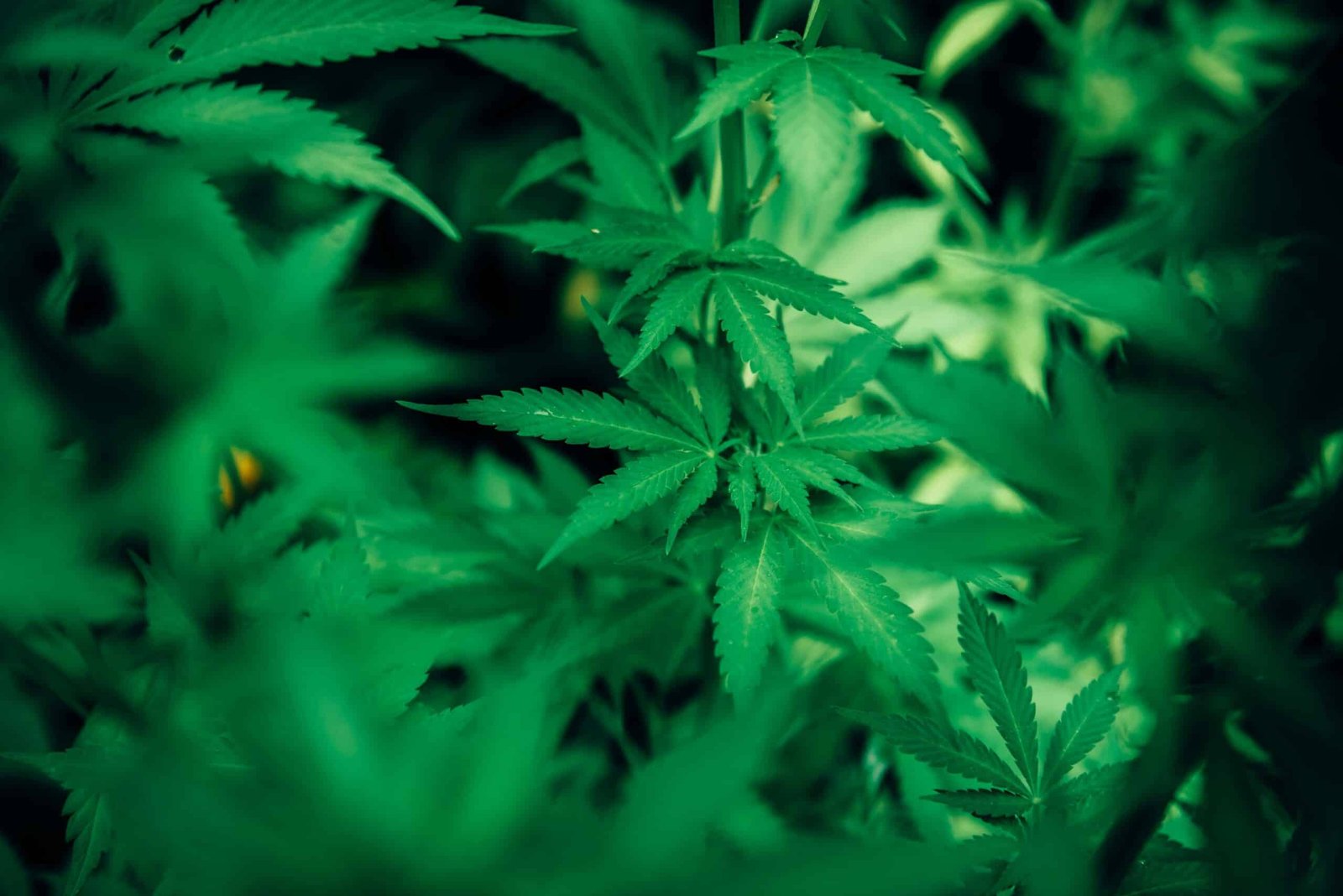 How CBD Works in the Human Body