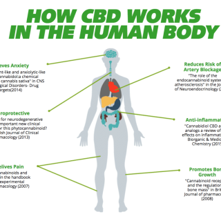 How CBD Works in the Human Body