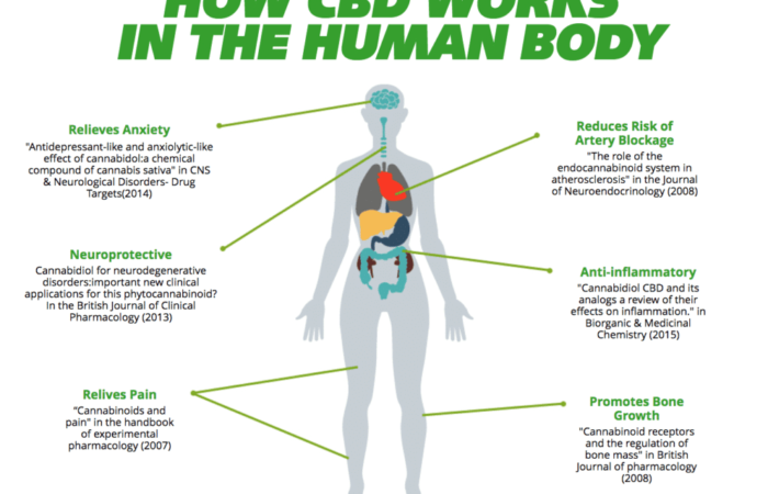 How CBD Works in the Human Body