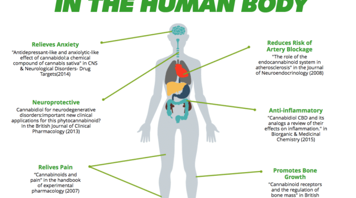 How CBD Works in the Human Body