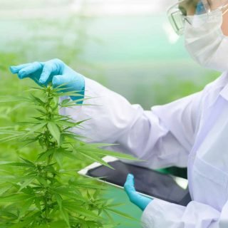 Medical Cannabis in the United Kingdom