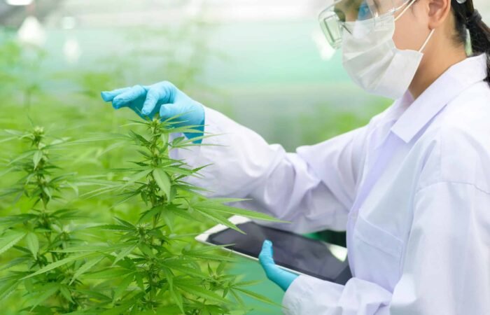 Medical Cannabis in the United Kingdom
