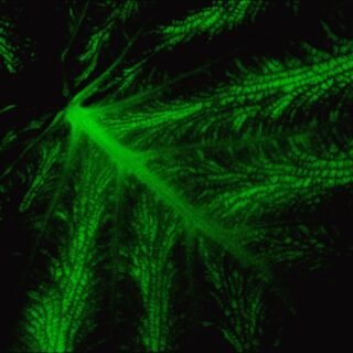 cbd oil benefits - Diagram showing how CBD interacts with the body's endocannabinoid system