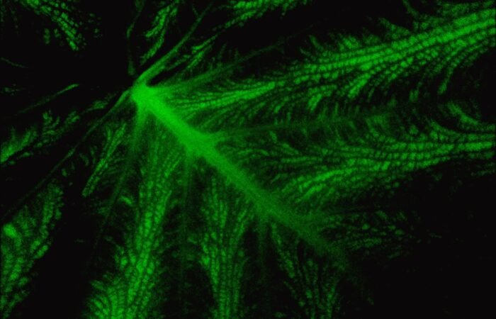 cbd oil benefits - Diagram showing how CBD interacts with the body's endocannabinoid system