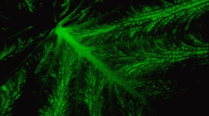 cbd oil benefits - Diagram showing how CBD interacts with the body's endocannabinoid system