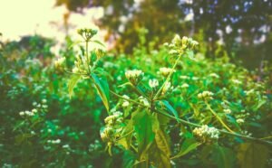 botanical pharm full spectrum 2000mg cbd oil - Diagram showing various cannabinoids working together in full spectrum CBD