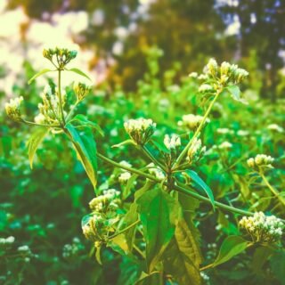 botanical pharm full spectrum 2000mg cbd oil - Diagram showing various cannabinoids working together in full spectrum CBD