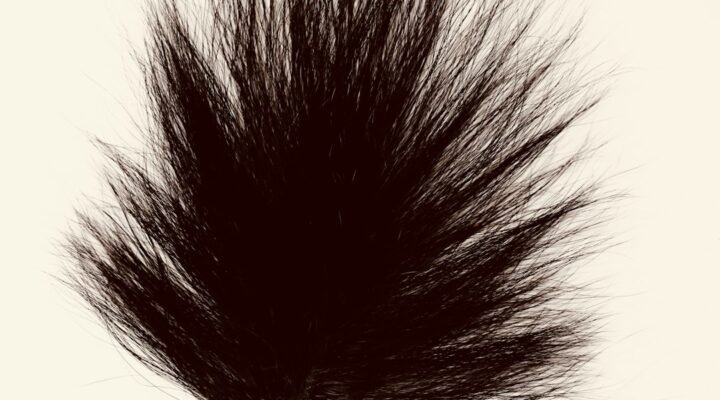 A dark, fluffy object on a light background