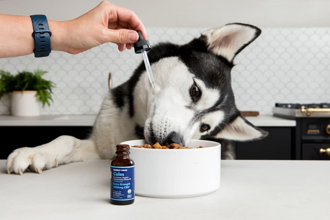 cbd oil for dogs uk - Common questions about CBD for dogs answered by wellness experts