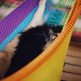 cbd for pets uk - Quality CBD products designed specifically for pets can support their overall wellness and comfort