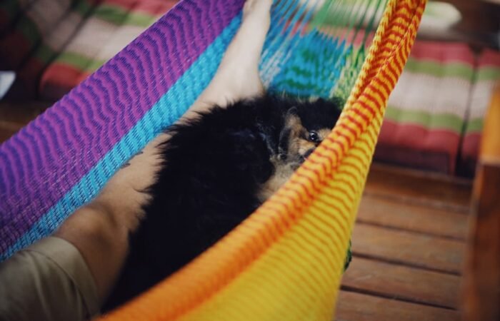 cbd for pets uk - Quality CBD products designed specifically for pets can support their overall wellness and comfort