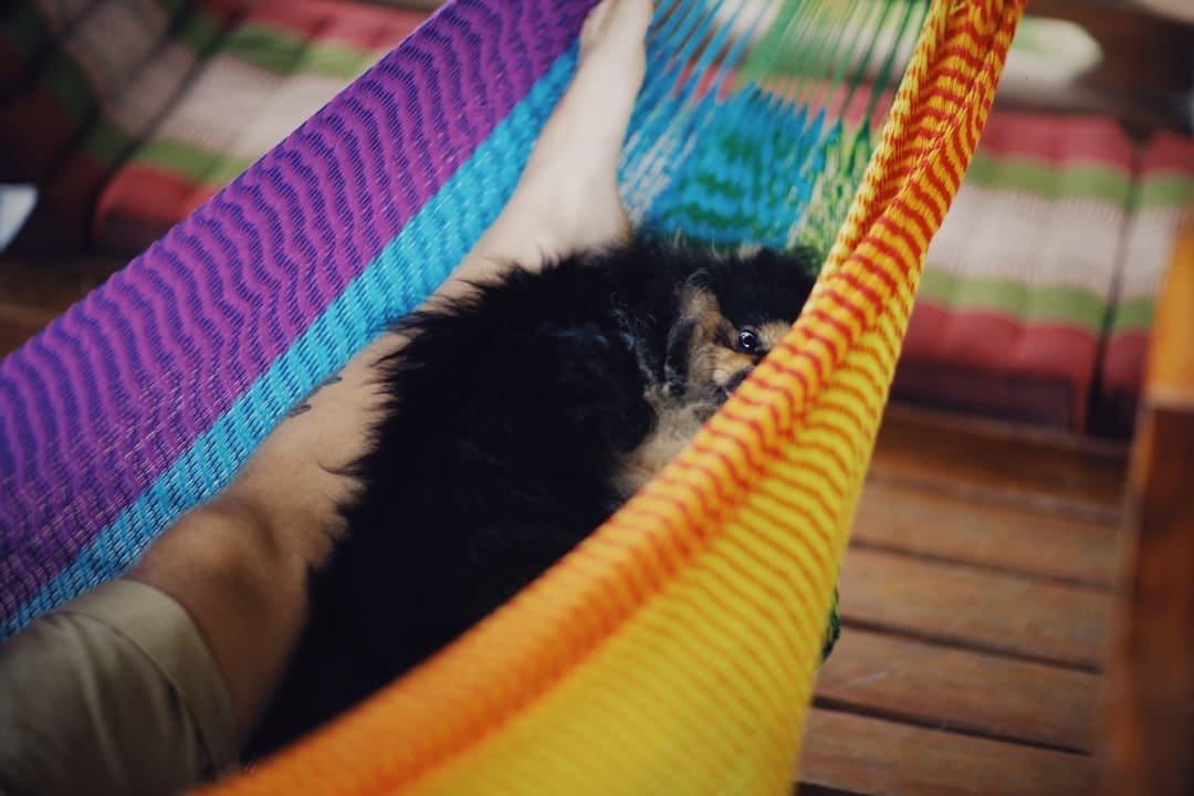 cbd for pets uk - Quality CBD products designed specifically for pets can support their overall wellness and comfort