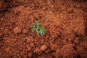 cbd product transparency uk - Hemp plants growing in rich, well-maintained farmland illustrating the importance of soil qu...