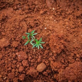 cbd product transparency uk - Hemp plants growing in rich, well-maintained farmland illustrating the importance of soil qu...